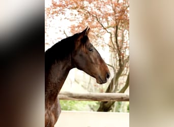 PRE, Stallion, 3 years, 16,1 hh, Bay-Dark