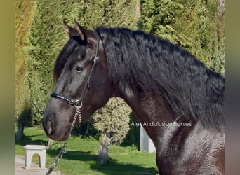 PRE Mix, Stallion, 3 years, 16,1 hh, Black