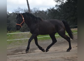 PRE, Stallion, 3 years, 16,1 hh, Black