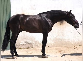 PRE Mix, Stallion, 3 years, 16,1 hh, Black