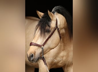 PRE Mix, Stallion, 3 years, 16,1 hh, Dun