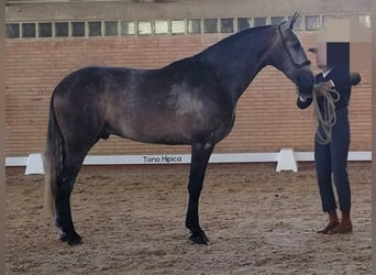 PRE Mix, Stallion, 3 years, 16,1 hh, Gray
