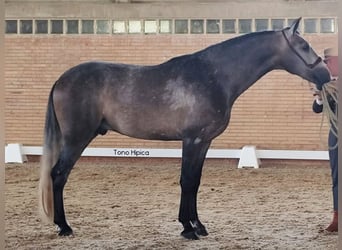 PRE Mix, Stallion, 3 years, 16,1 hh, Gray