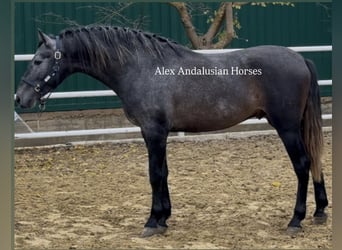 PRE Mix, Stallion, 3 years, 16,1 hh, Grey