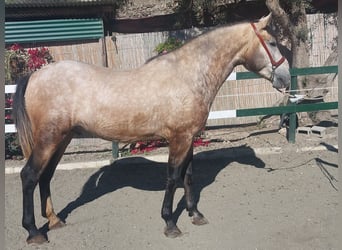 PRE Mix, Stallion, 3 years, 16,1 hh, Grey