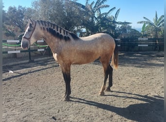PRE Mix, Stallion, 3 years, 16,1 hh, Grey
