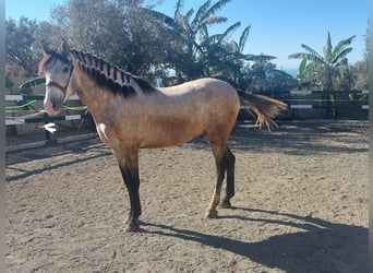 PRE Mix, Stallion, 3 years, 16,1 hh, Grey