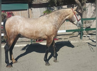 PRE Mix, Stallion, 3 years, 16,1 hh, Grey