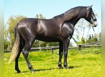 PRE, Stallion, 3 years, 16,1 hh, Grey-Dark-Tan