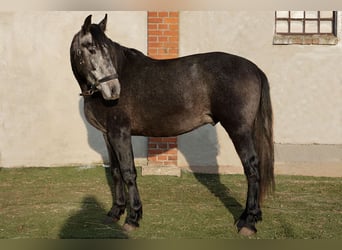 PRE Mix, Stallion, 3 years, 16,1 hh, Grey-Dark-Tan