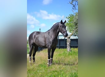 PRE, Stallion, 3 years, 16,1 hh, Grey