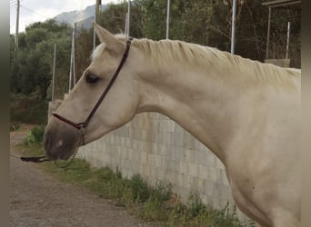 PRE, Stallion, 3 years, 16,1 hh, Palomino