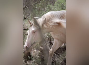 PRE, Stallion, 3 years, 16,1 hh, Perlino