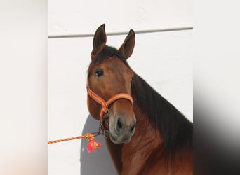 PRE, Stallion, 3 years, 16,2 hh, Brown