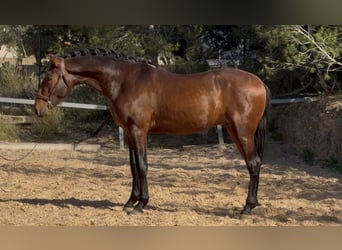 PRE Mix, Stallion, 3 years, 16,2 hh, Brown