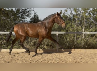 PRE Mix, Stallion, 3 years, 16,2 hh, Brown