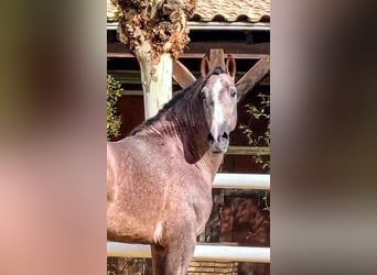 PRE Mix, Stallion, 3 years, 16,2 hh, Brown Falb mold