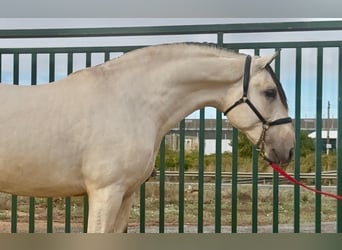 PRE, Stallion, 3 years, 16,2 hh, Buckskin