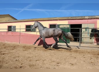 PRE Mix, Stallion, 3 years, 16,2 hh, Gray