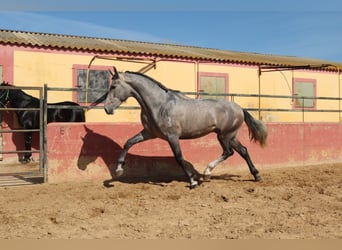 PRE Mix, Stallion, 3 years, 16,2 hh, Gray