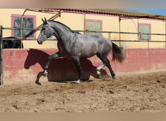 PRE Mix, Stallion, 3 years, 16,2 hh, Gray