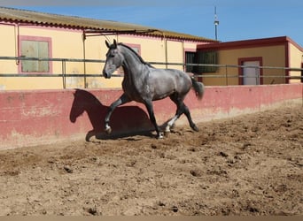 PRE Mix, Stallion, 3 years, 16,2 hh, Gray