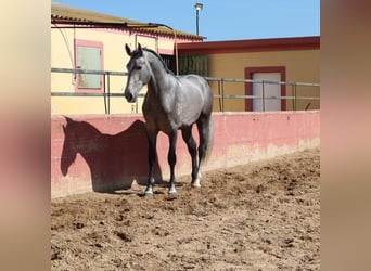 PRE Mix, Stallion, 3 years, 16,2 hh, Gray