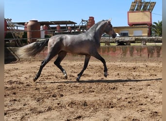 PRE Mix, Stallion, 3 years, 16,2 hh, Gray