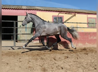 PRE Mix, Stallion, 3 years, 16,2 hh, Gray