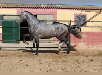 PRE Mix, Stallion, 3 years, 16,2 hh, Gray