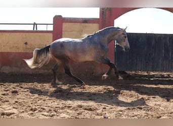 PRE Mix, Stallion, 3 years, 16,2 hh, Gray
