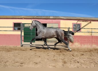 PRE Mix, Stallion, 3 years, 16,2 hh, Gray