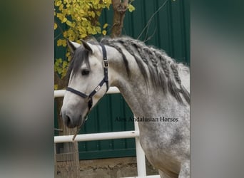 PRE Mix, Stallion, 3 years, 16,2 hh, Grey