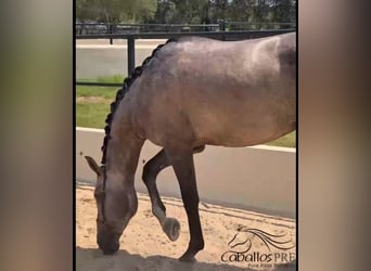 PRE Mix, Stallion, 3 years, 16,2 hh, Grey