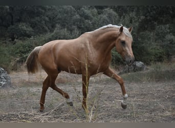 PRE, Stallion, 3 years, 16,2 hh, Palomino