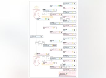PRE, Stallion, 3 years, 16,3 hh, Brown