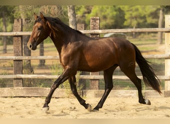 PRE Mix, Stallion, 3 years, 16,3 hh, Brown