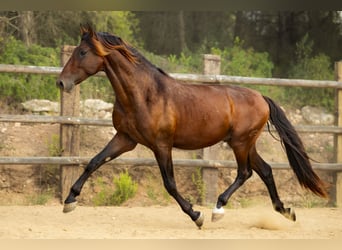 PRE Mix, Stallion, 3 years, 16,3 hh, Brown