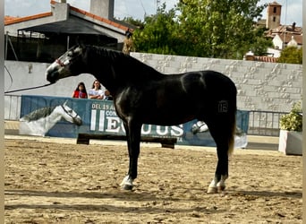 PRE Mix, Stallion, 3 years, 16,3 hh, Grey-Dapple