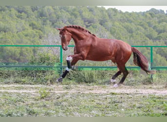 PRE, Stallion, 3 years, 16,3 hh, Sorrel