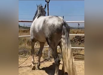 PRE, Stallion, 3 years, 17.1 hh, Grey