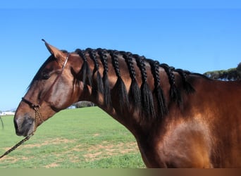 PRE Mix, Stallion, 3 years, 17 hh, Bay