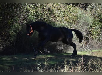 PRE, Stallion, 3 years, 17 hh, Black