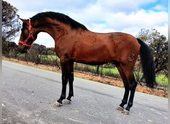 PRE Mix, Stallion, 3 years, 17 hh, Brown