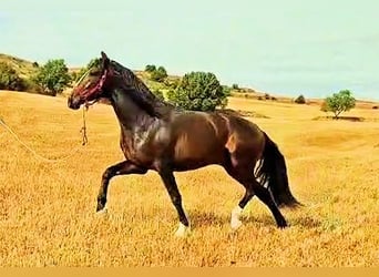 PRE Mix, Stallion, 3 years, 17 hh, Brown