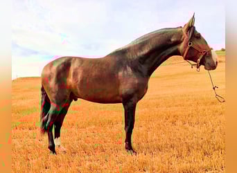 PRE Mix, Stallion, 3 years, 17 hh, Brown