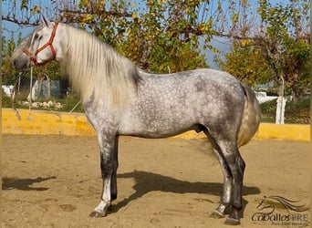 PRE Mix, Stallion, 3 years, 17 hh, Gray