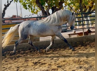 PRE Mix, Stallion, 3 years, 17 hh, Gray