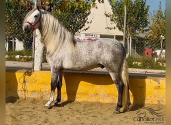 PRE Mix, Stallion, 3 years, 17 hh, Gray