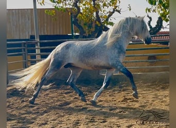 PRE Mix, Stallion, 3 years, 17 hh, Gray